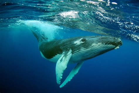 whale is a mammal or fish|Whale .